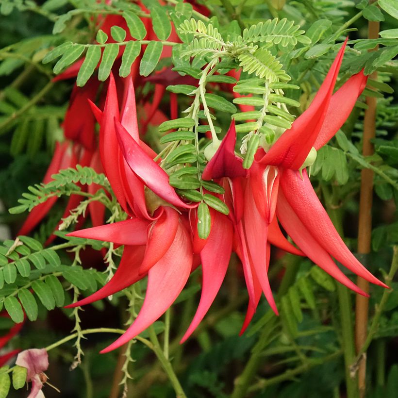 Clianthus puniceus Kaka King - Kakabeak (Floración)
