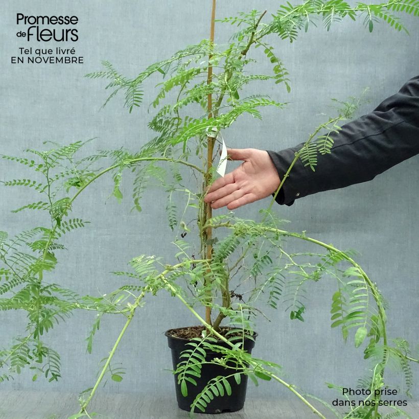 Ejemplar de Clianthus puniceus White Heron - Kakabeak Maceta 3L/4L entregado en otoño