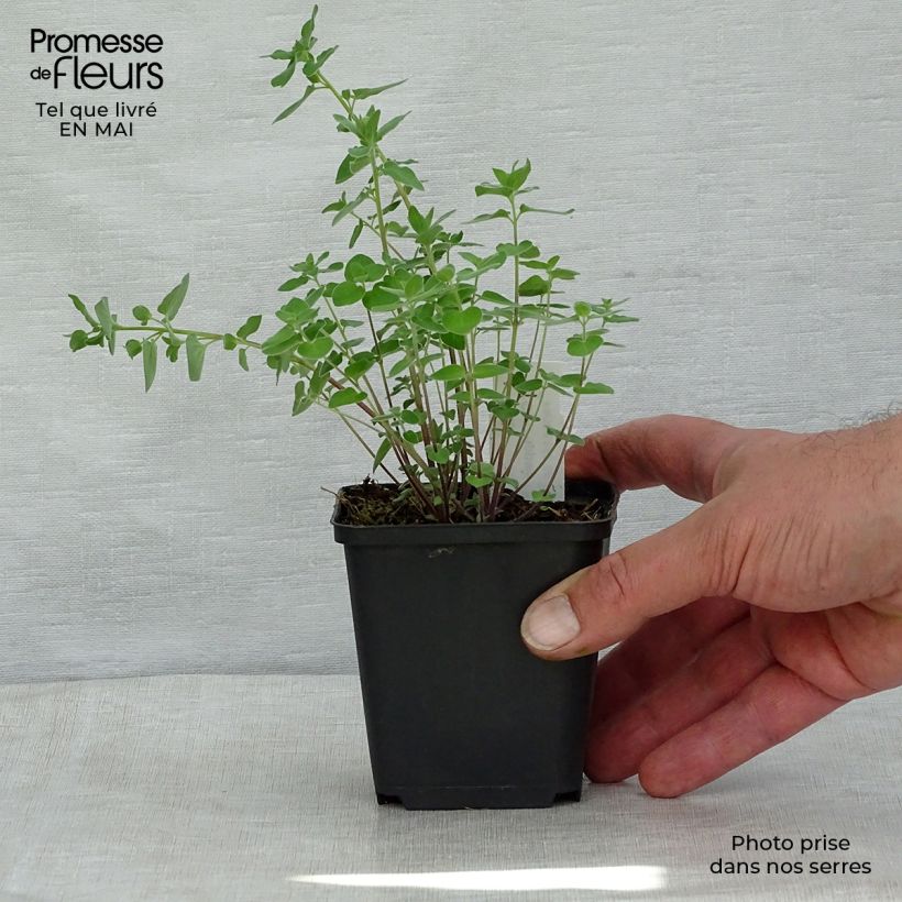 Codonopsis clematidea Maceta de 8/9 cm Ejemplar entregado en la primavera