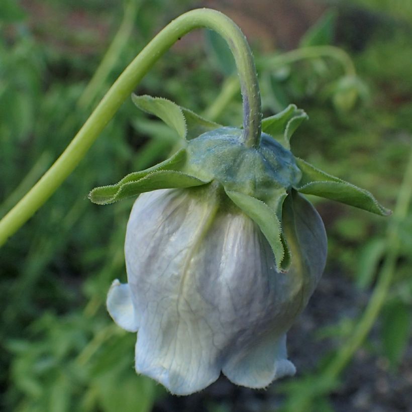 Codonopsis ovata (Floración)