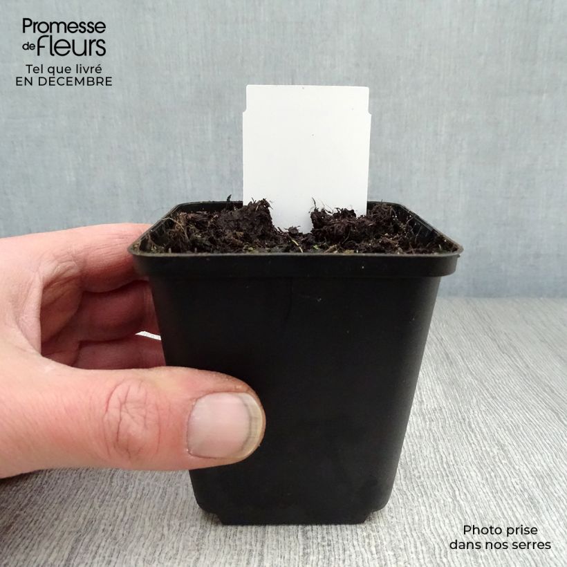 Dicentra spectabilis Alba Maceta de 8/9 cm Ejemplar entregado en invierno