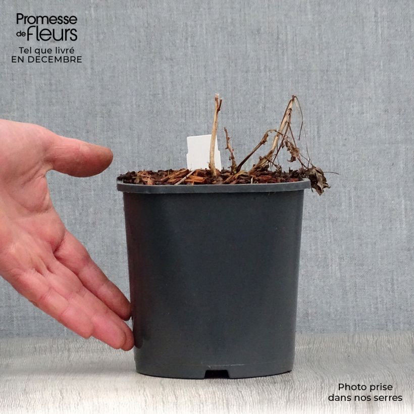 Dicentra spectabilis Alba Maceta 2L/3L Ejemplar entregado en invierno