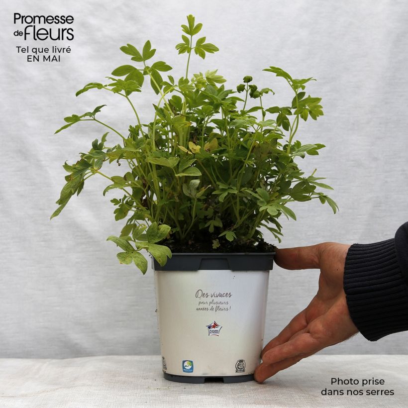 Dicentra spectabilis Alba Maceta 2L/3L Ejemplar entregado en la primavera