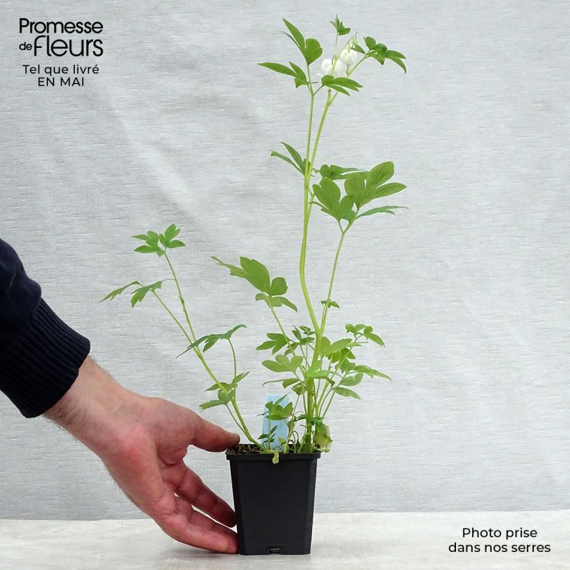 Dicentra spectabilis Alba Maceta de 8/9 cm Ejemplar entregado en la primavera