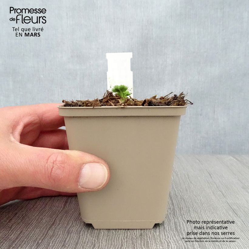 Dicentra Ivory Hearts Maceta de 8/9 cm Ejemplar entregado en la primavera