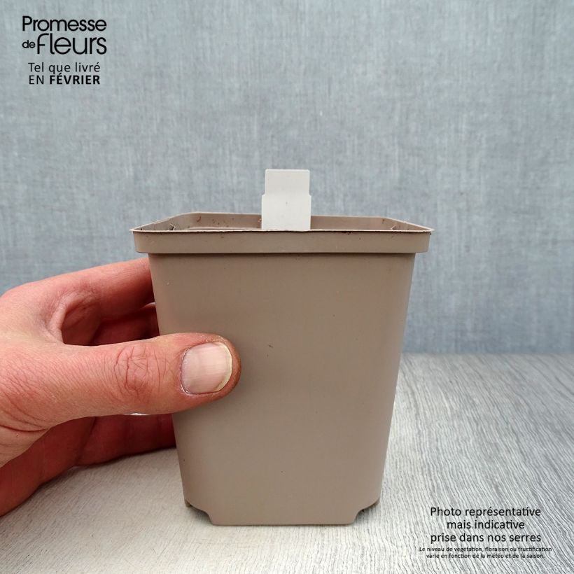 Dicentra Ivory Hearts Maceta de 8/9 cm Ejemplar entregado en invierno