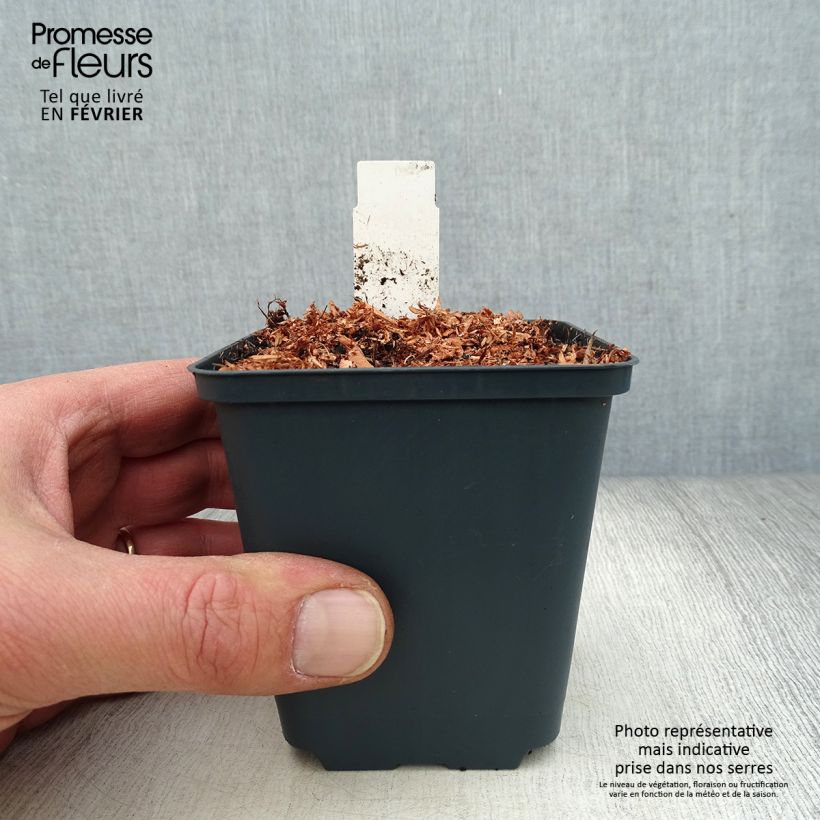 Dicentra King of Hearts Maceta de 8/9 cm Ejemplar entregado en invierno