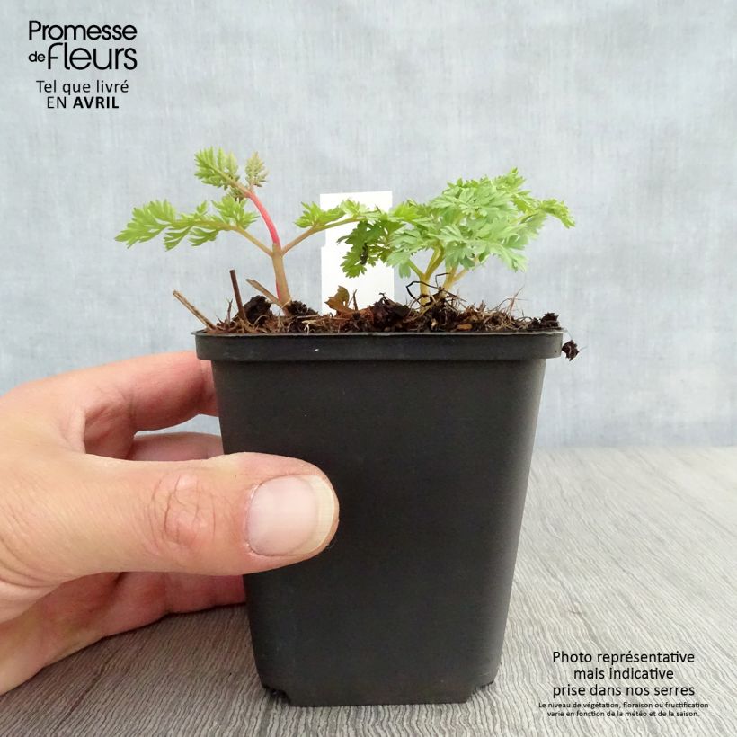 Dicentra King of Hearts Maceta de 8/9 cm Ejemplar entregado en la primavera