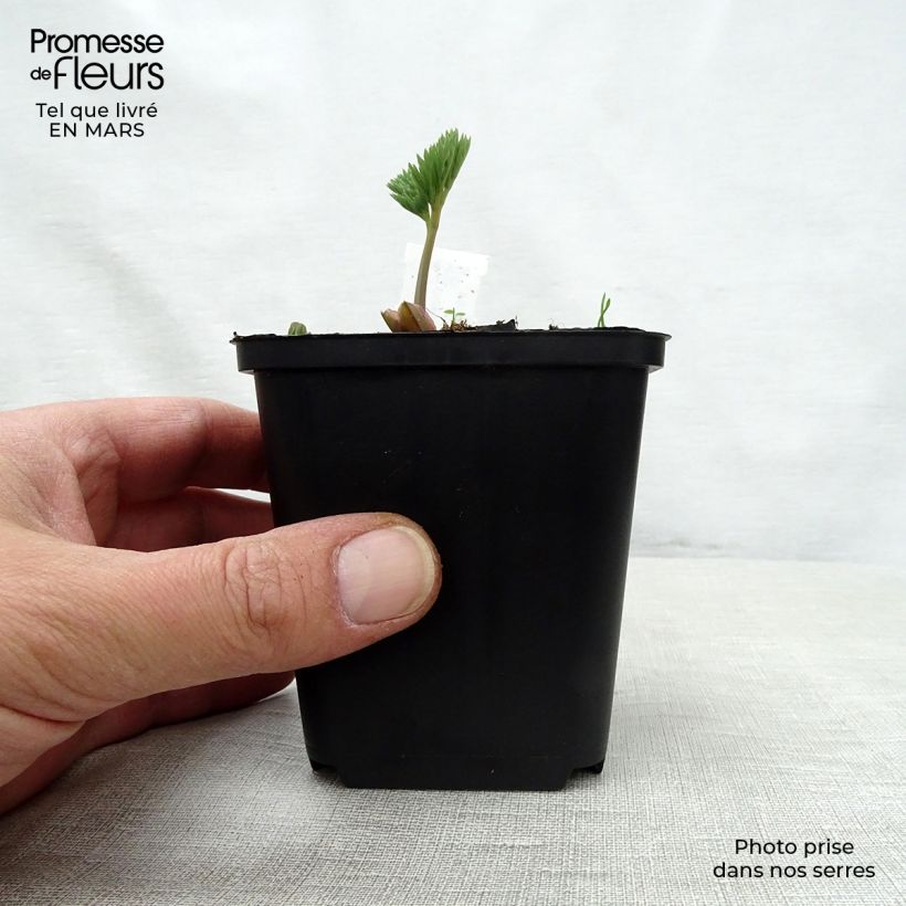 Dicentra eximia Stuart Boothman Maceta de 8/9 cm Ejemplar entregado en la primavera