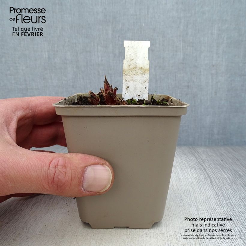 Dicentra eximia Stuart Boothman Maceta de 8/9 cm Ejemplar entregado en invierno