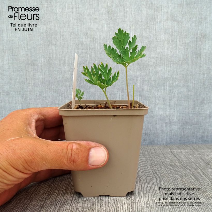 Ejemplar de Dicentra formosa Aurora Maceta de 8/9 cm entregado en verano