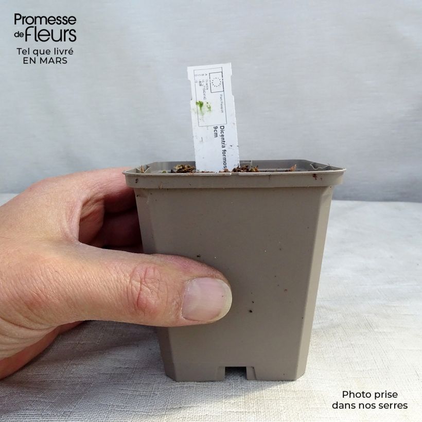 Dicentra formosa Aurora Maceta de 8/9 cm Ejemplar entregado en invierno