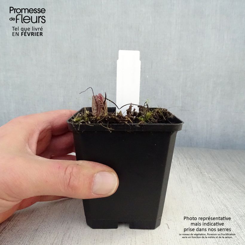 Dicentra formosa Bacchanal Maceta de 8/9 cm Ejemplar entregado en invierno