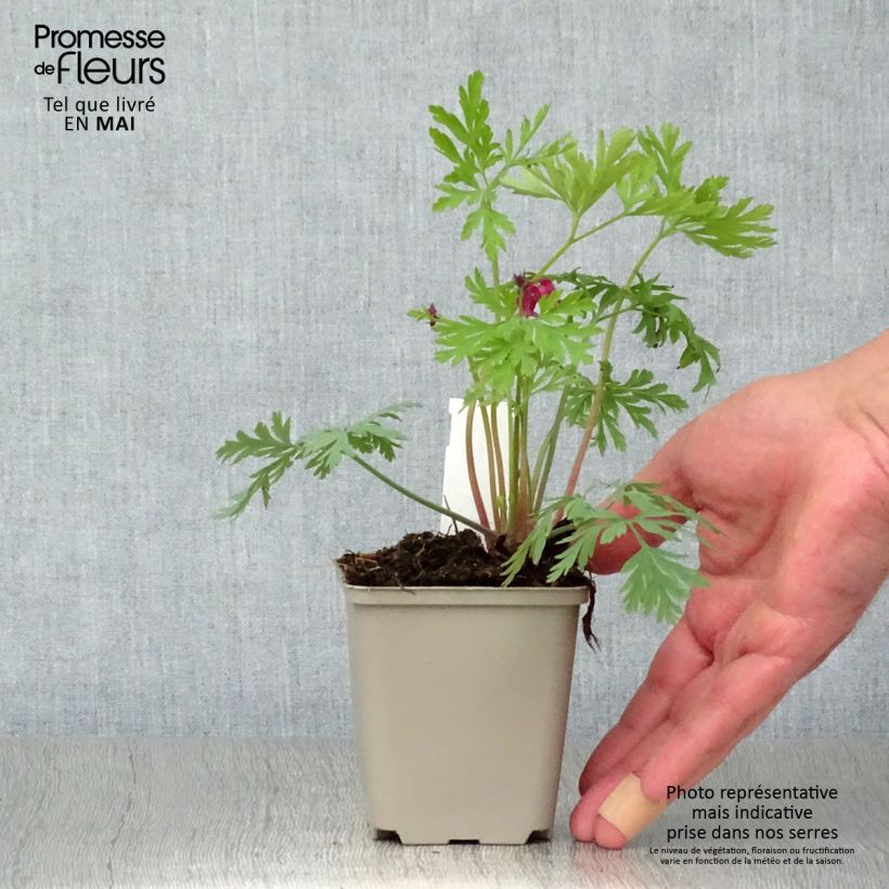 Dicentra formosa Bacchanal Maceta de 8/9 cm Ejemplar entregado en la primavera