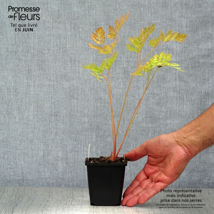 Ejemplar de Dicentra formosa Luxuriant Maceta de 8/9 cm entregado en verano