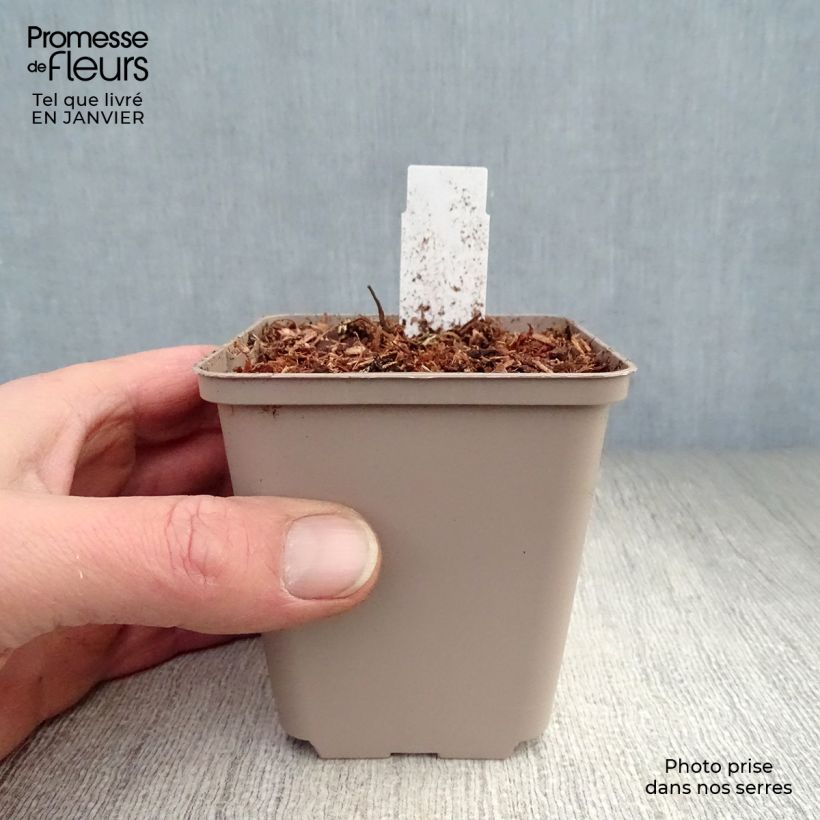 Dicentra formosa Luxuriant Maceta de 8/9 cm Ejemplar entregado en invierno