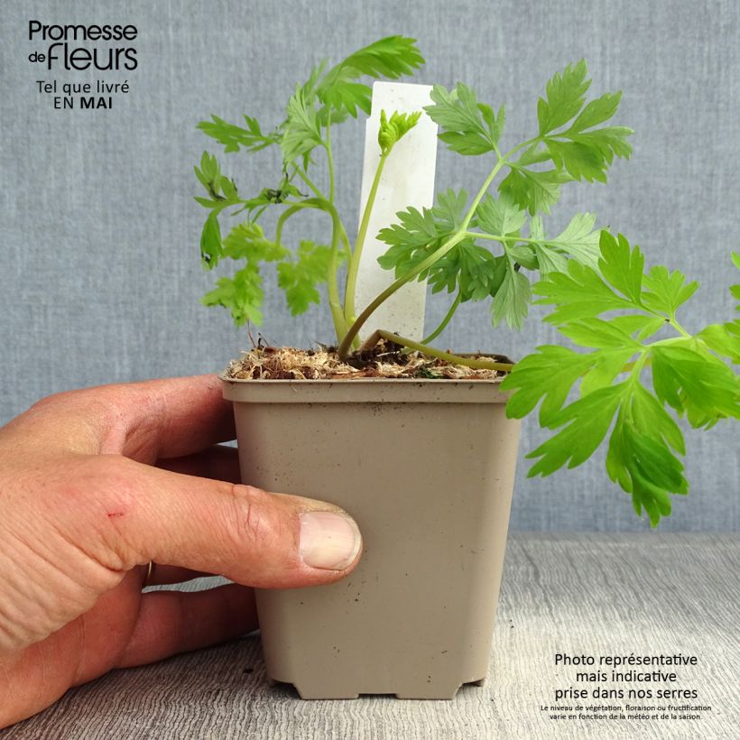 Dicentra formosa Spring Gold Maceta de 8/9 cm Ejemplar entregado en la primavera