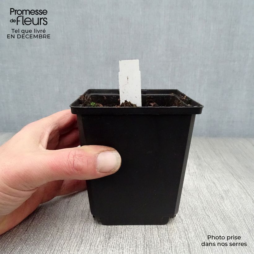 Dicentra spectabilis White Gold Maceta de 8/9 cm Ejemplar entregado en invierno