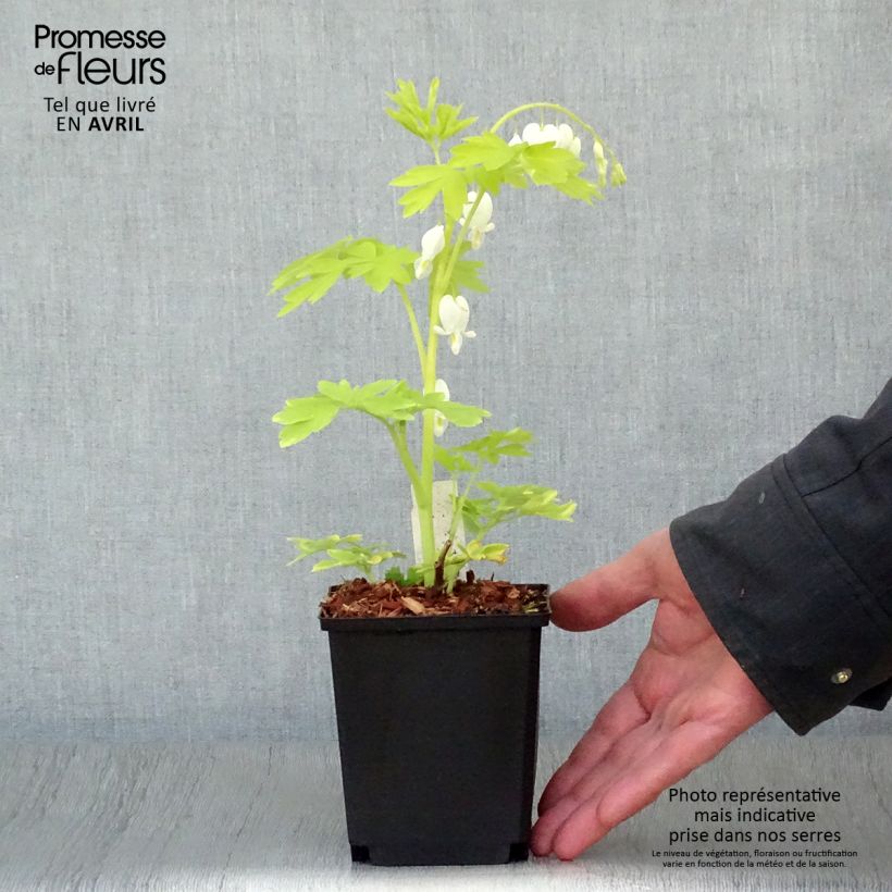 Dicentra spectabilis White Gold Maceta de 8/9 cm Ejemplar entregado en la primavera