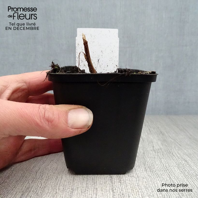 Dicentra spectabilis - Flores en el corazón Maceta de 8/9 cm Ejemplar entregado en invierno