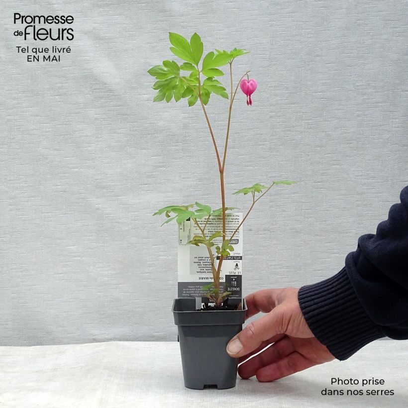 Dicentra spectabilis - Flores en el corazón Maceta de 8/9 cm Ejemplar entregado en la primavera