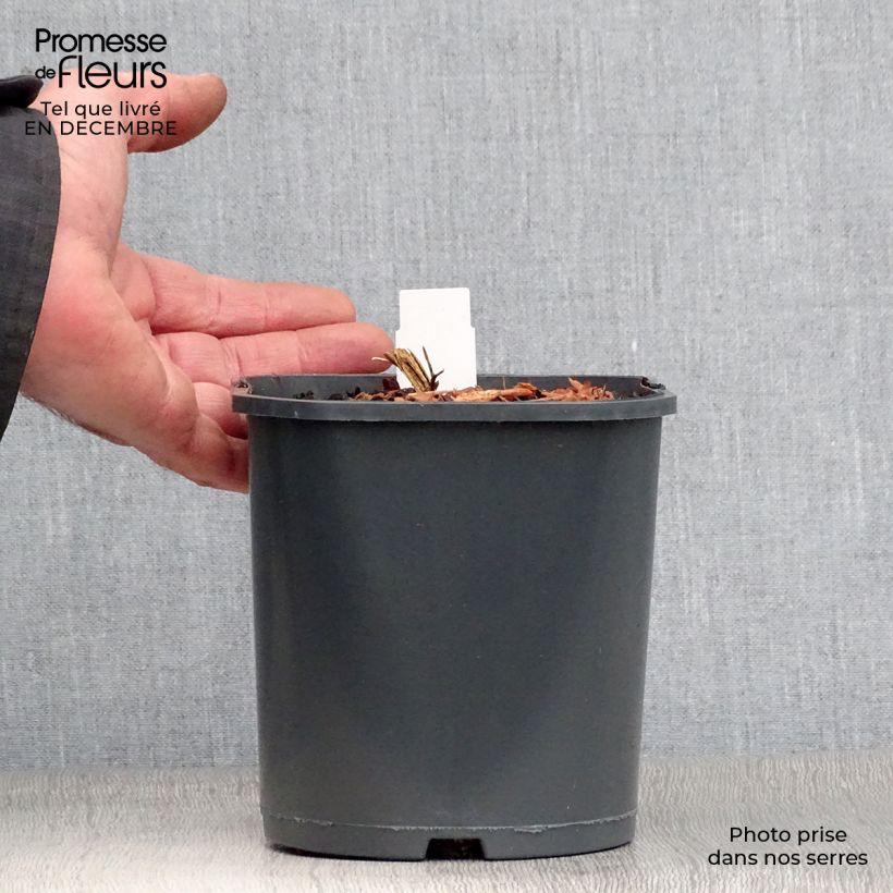 Dicentra spectabilis - Flores en el corazón Maceta 2L/3L Ejemplar entregado en invierno