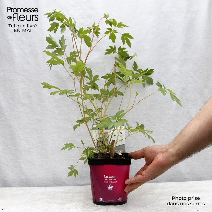 Dicentra spectabilis - Flores en el corazón Maceta 2L/3L Ejemplar entregado en la primavera