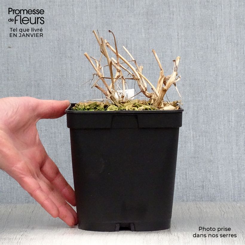 Dicentra spectabilis Valentine Maceta 2L/3L Ejemplar entregado en invierno