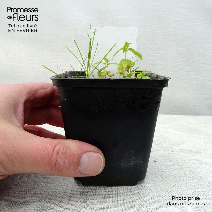 Dicentra spectabilis Valentine Maceta de 7/8 cm Ejemplar entregado en invierno