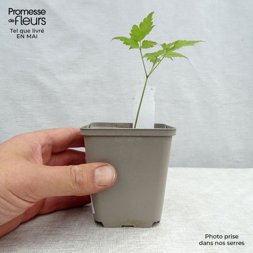 Dicentra spectabilis Valentine Maceta de 7/8 cm Ejemplar entregado en la primavera