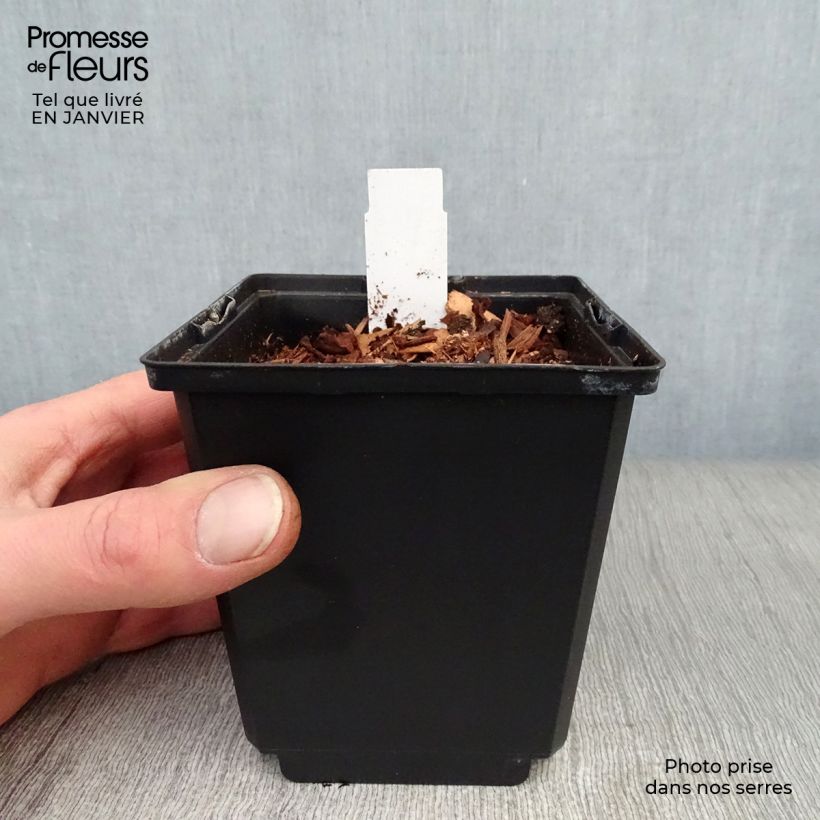 Dicentra spectabilis Goldheart Maceta de 10 cm/11 cm Ejemplar entregado en invierno