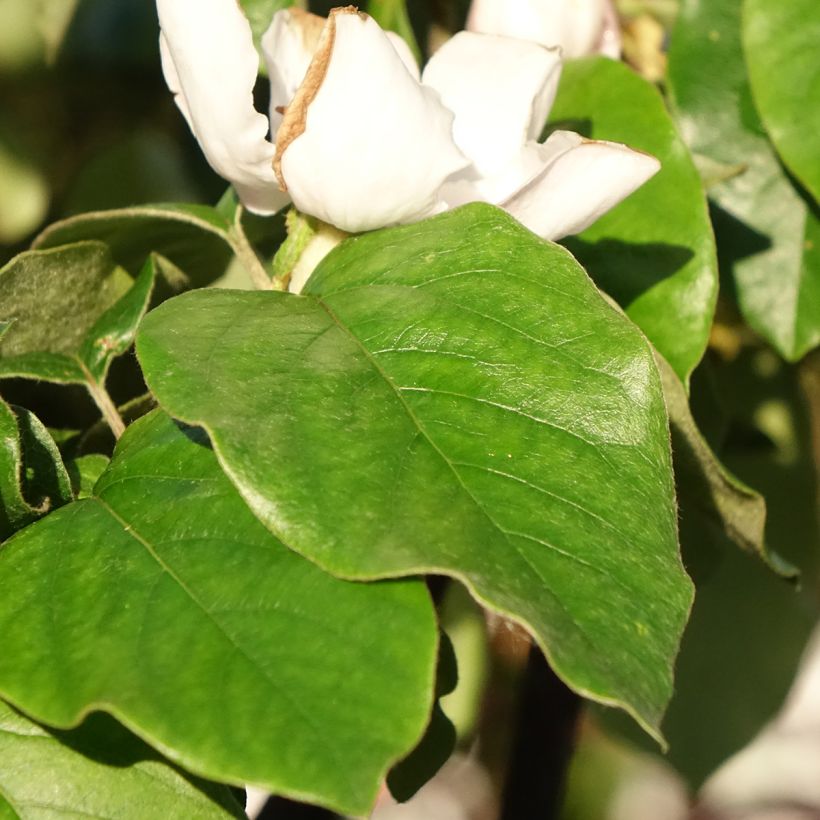 Membrillero Aromatnaya (Follaje)