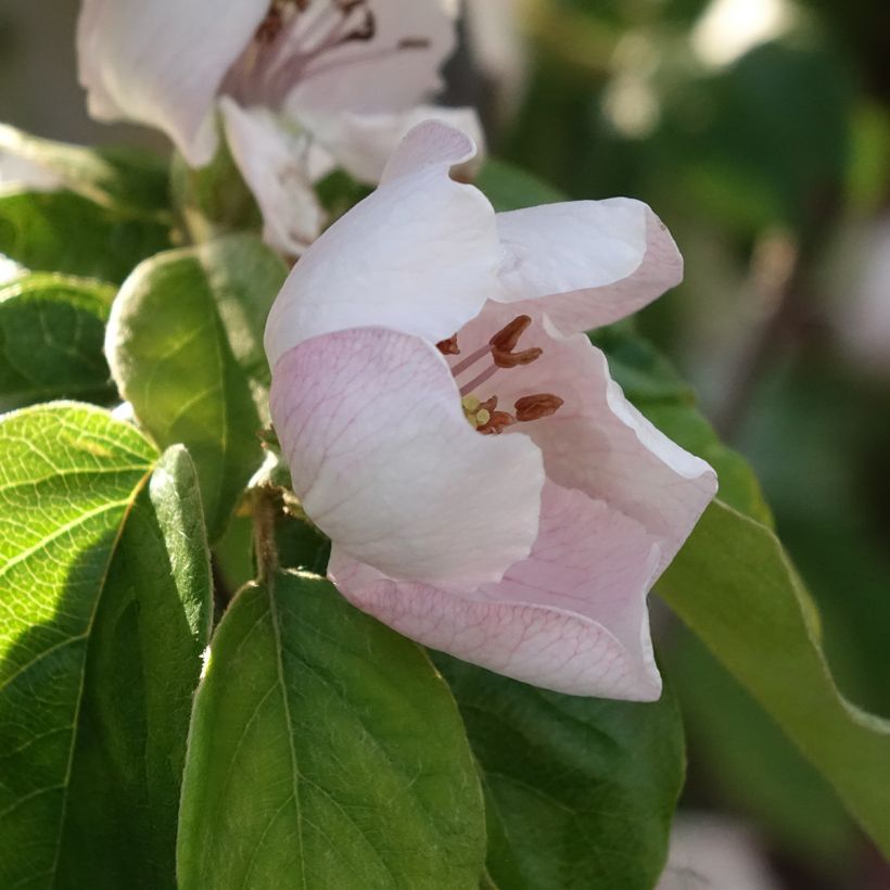 Membrillero Aromatnaya (Floración)