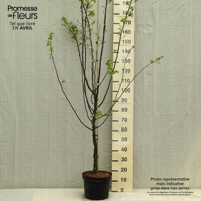 Membrillero Leskovacz Maceta 7,5L/10L Ejemplar entregado en la primavera