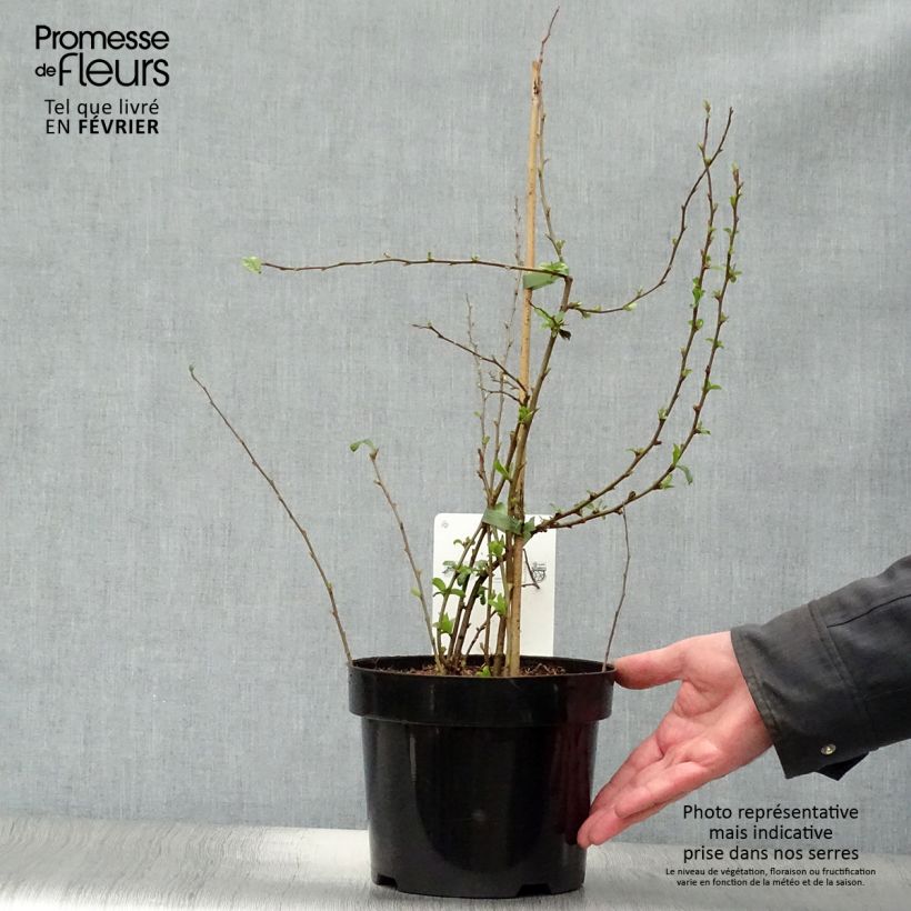 Membrillero del Japón Cameo - Chaenomeles speciosa Maceta 3L/4L Ejemplar entregado en invierno