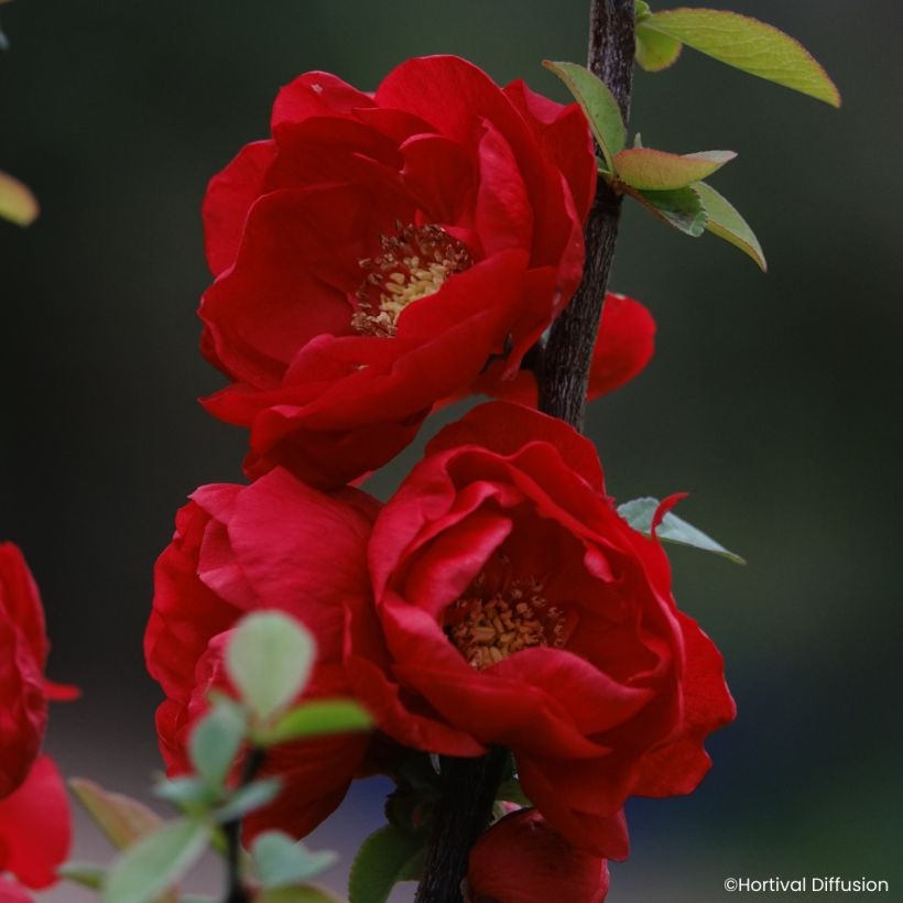 Chaenomeles speciosa Double Delice Love - Membrillero del Japón (Floración)