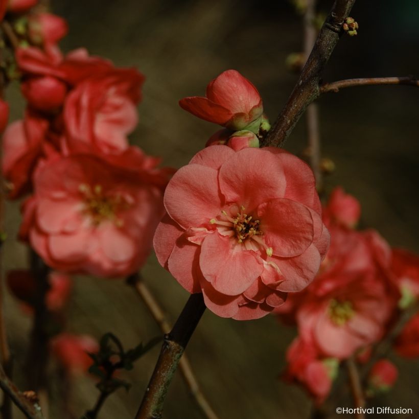 Chaenomeles speciosa Double Delice Passion - Membrillero del Japón (Floración)