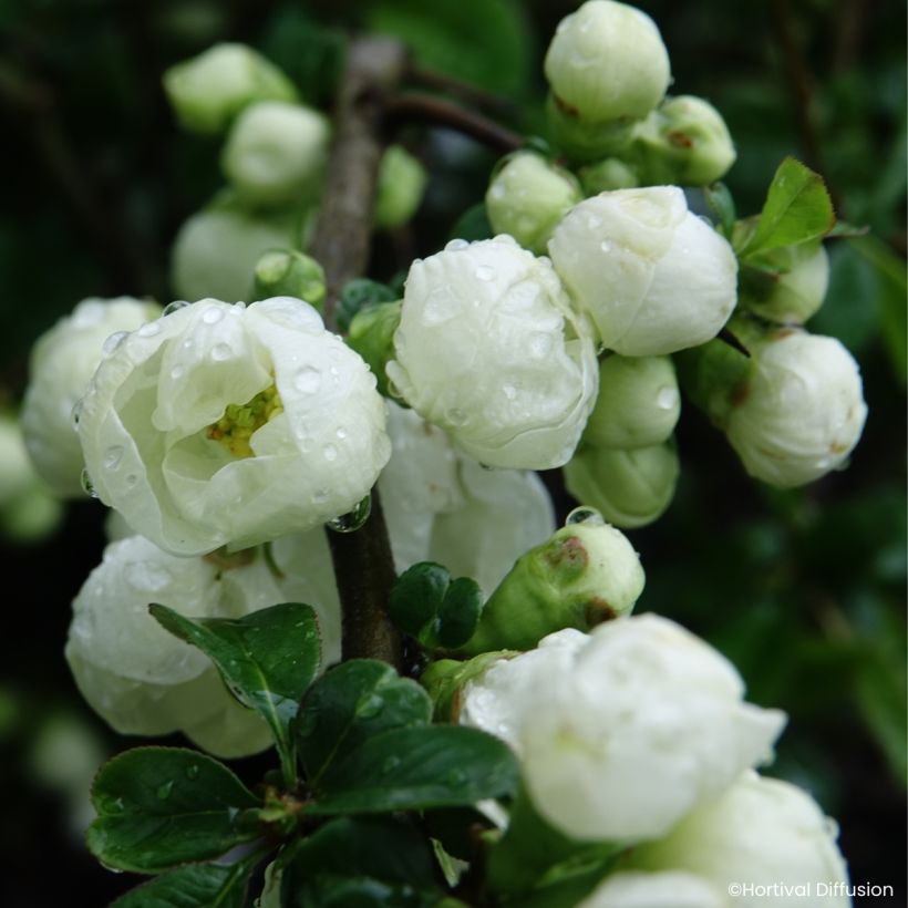 Chaenomeles speciosa Double Delice Pure - Membrillero del Japón (Floración)