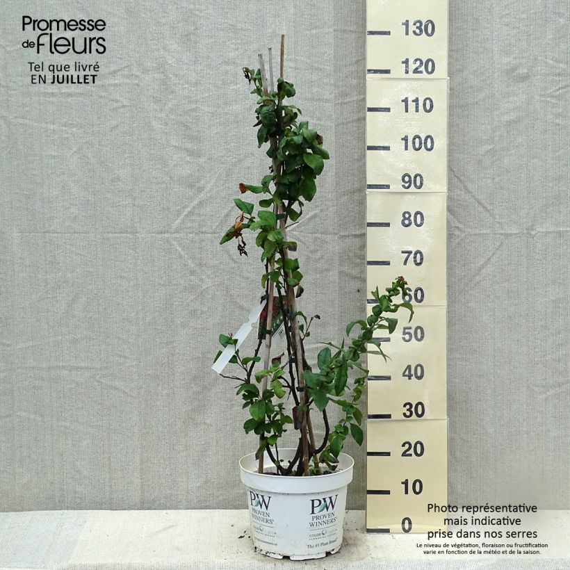 Ejemplar de Cognassier du Japon - Chaenomeles speciosa Mango Storm Pot de 7,5L/10L entregado en verano