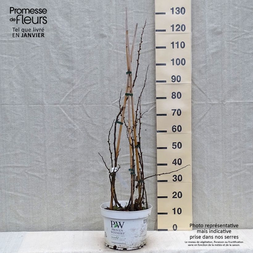 Membrillero del Japón Mango Storm - Chaenomeles speciosa Maceta 7,5L/10L Ejemplar entregado en invierno