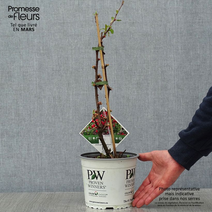 Membrillero del Japón Mango Storm - Chaenomeles speciosa Maceta 3L/4L Ejemplar entregado en invierno