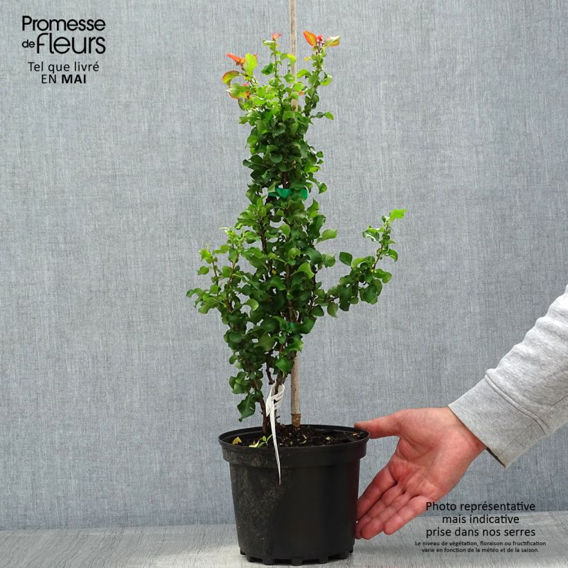 Membrillero del Japón Red Kimono - Chaenomeles speciosa Maceta 4L/5L Ejemplar entregado en la primavera