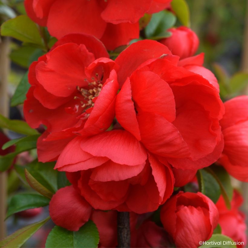 Chaenomeles speciosa Double Delice Rouge Baiser - Membrillero del Japón (Floración)