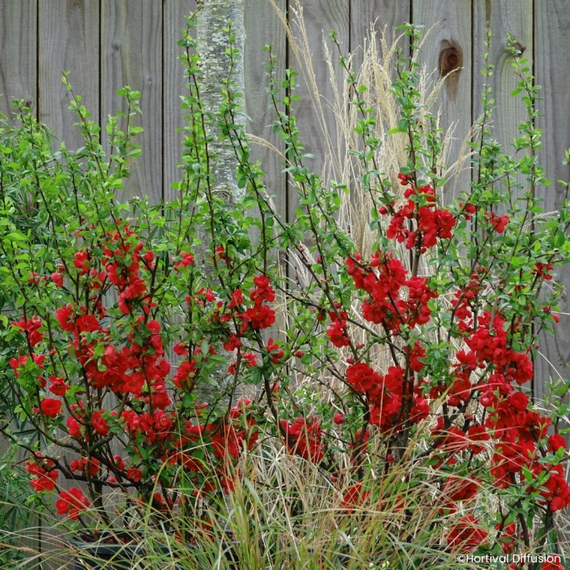 Chaenomeles speciosa Double Delice Rouge Baiser - Membrillero del Japón (Porte)