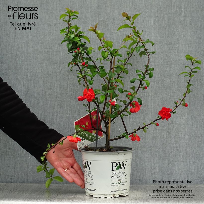 Membrillero del Japón Scarlet Storm - Chaenomeles speciosa Maceta 3L/4L Ejemplar entregado en la primavera