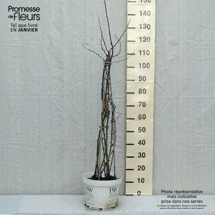 Membrillero del Japón Scarlet Storm - Chaenomeles speciosa Maceta 7,5L/10L Ejemplar entregado en invierno