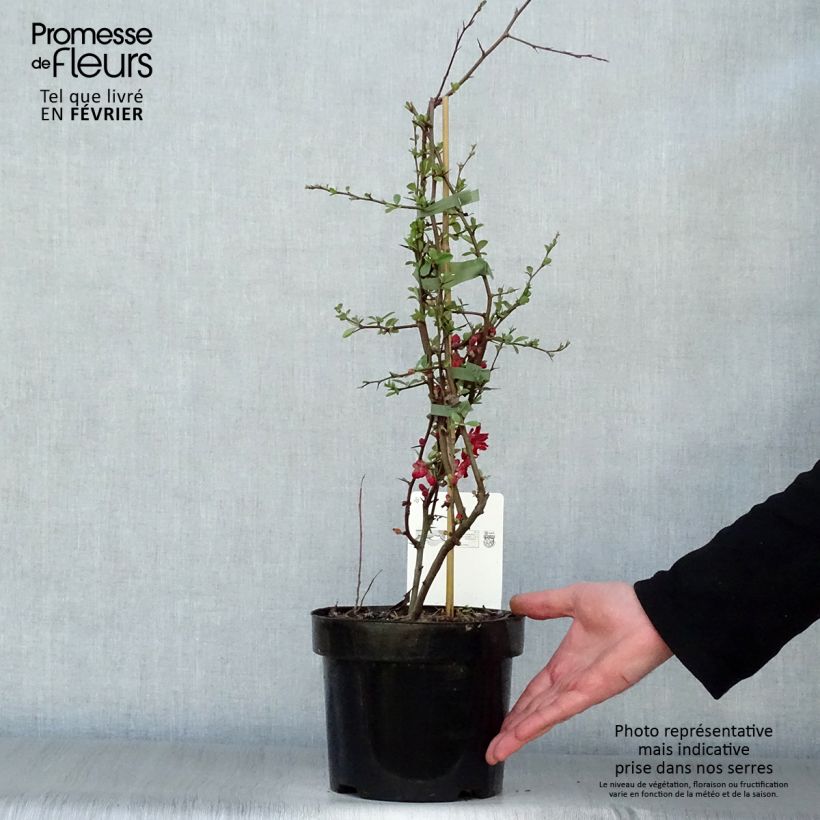 Membrillero del Japón Elly Mossel - Chaenomeles superba Maceta 2L/3L Ejemplar entregado en invierno