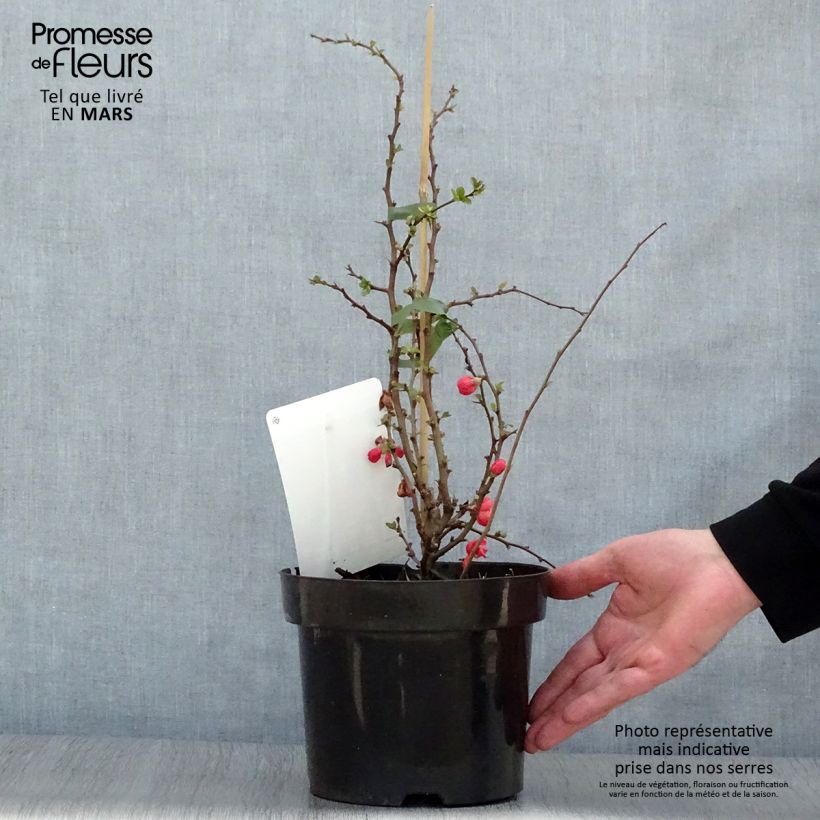Membrillero del Japón Texas Scarlet - Chaenomeles superba Maceta 2L/3L Ejemplar entregado en la primavera