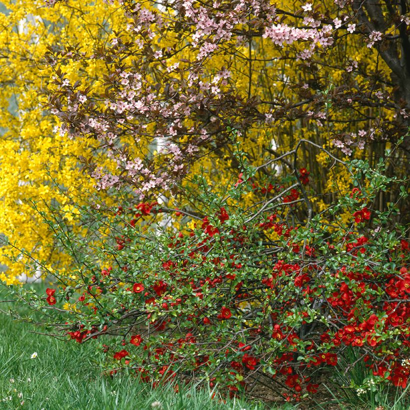 Membrillero del Japón Crimson and Gold - Chaenomeles superba (Porte)