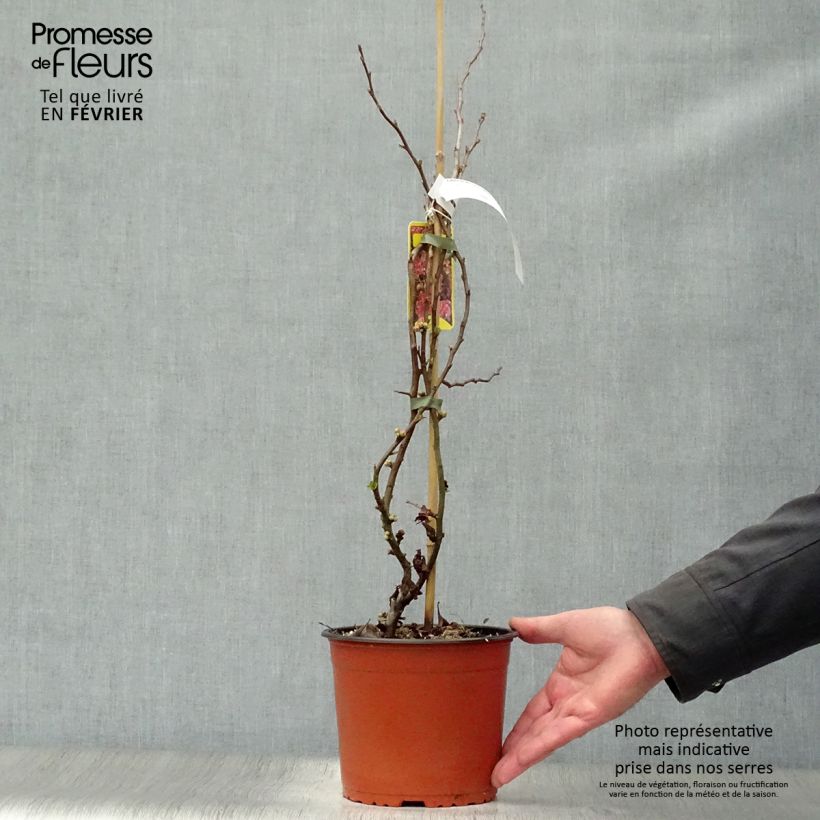 Membrillero del Japón Falconnet Charlet - Membrillero del Japón Maceta 2L/3L Ejemplar entregado en invierno